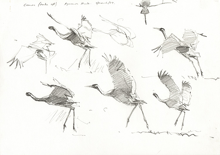 cranes 1
