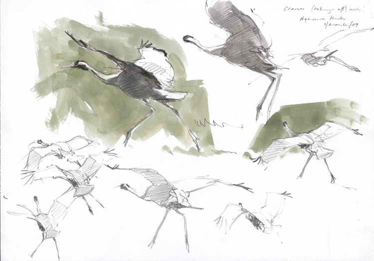 cranes 2