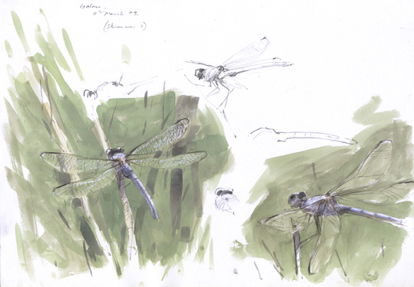 dragonfly