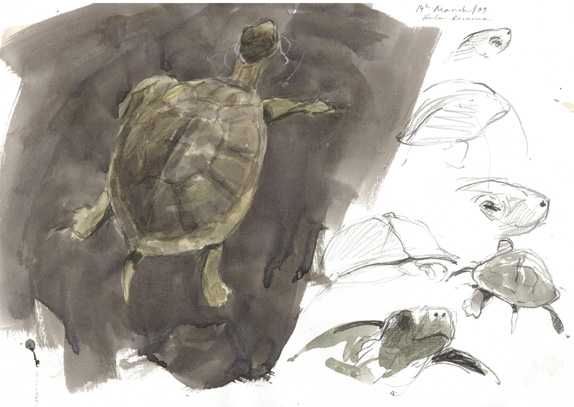 terrapin