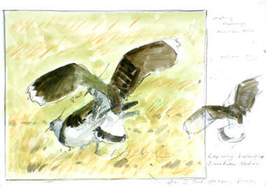 lapwings and hares 5