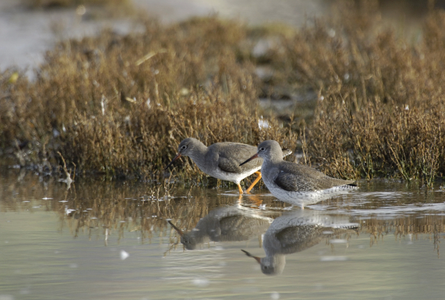 lapwings