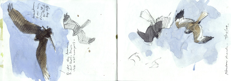 north norfolk marsh harriers 2