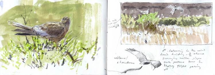 north norfolk marsh harriers 3