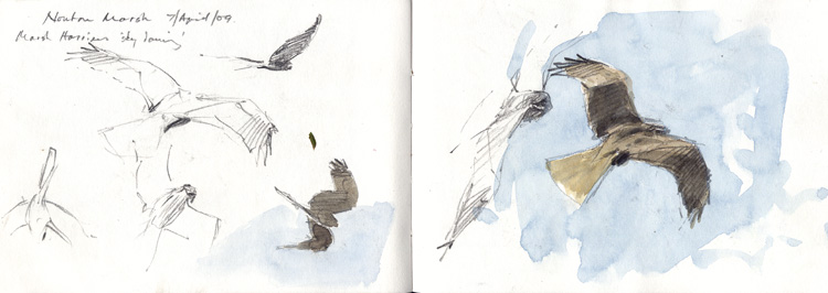 north norfolk harriers 4