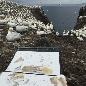 bruce pearson, wildlife artist_painting on the Bass Rock